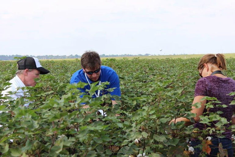 three individuals in a cotton field