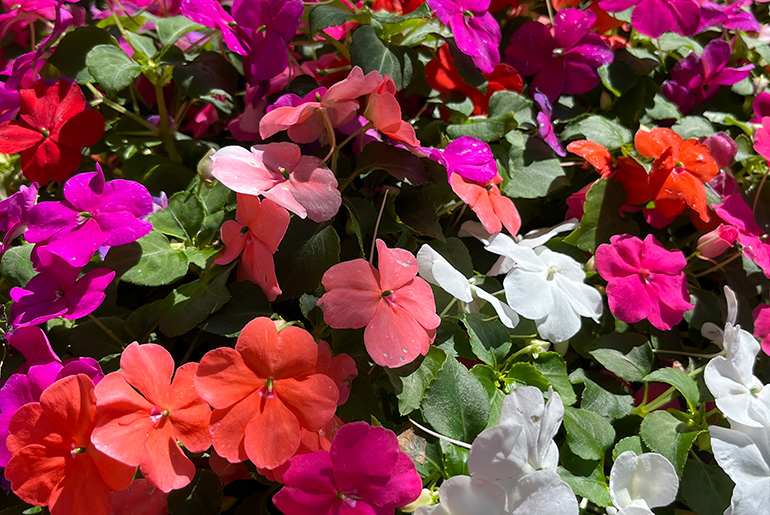 MSU Horticulture Club holds annual plant sale this week 