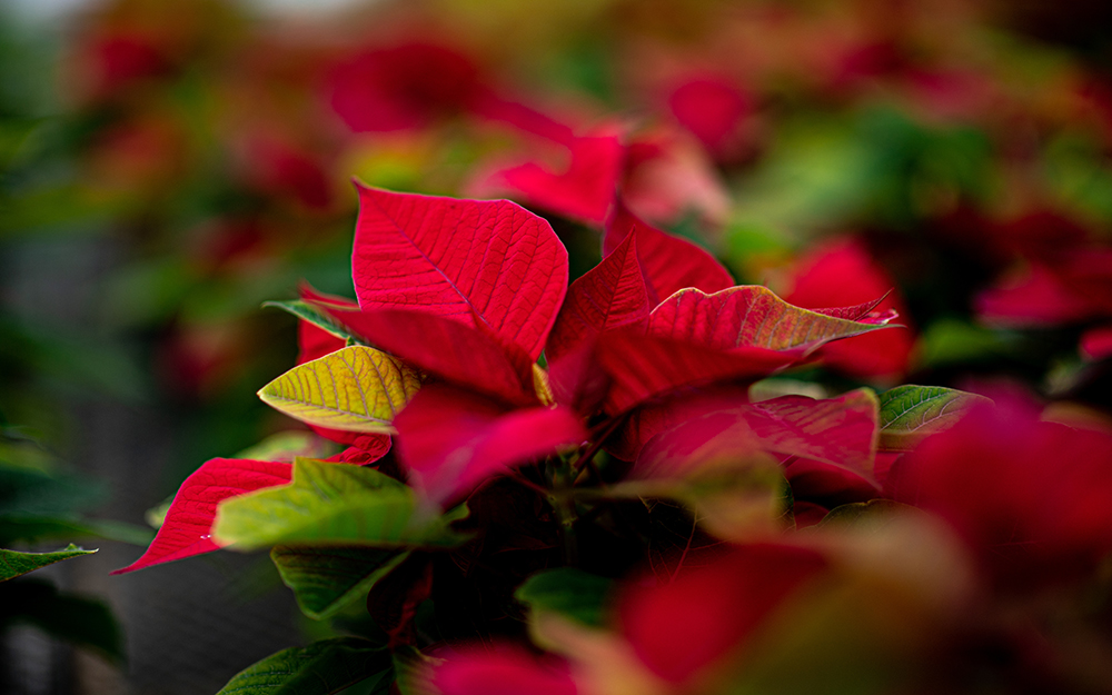 MSU Horticulture Club hosts annual holiday poinsettia sale