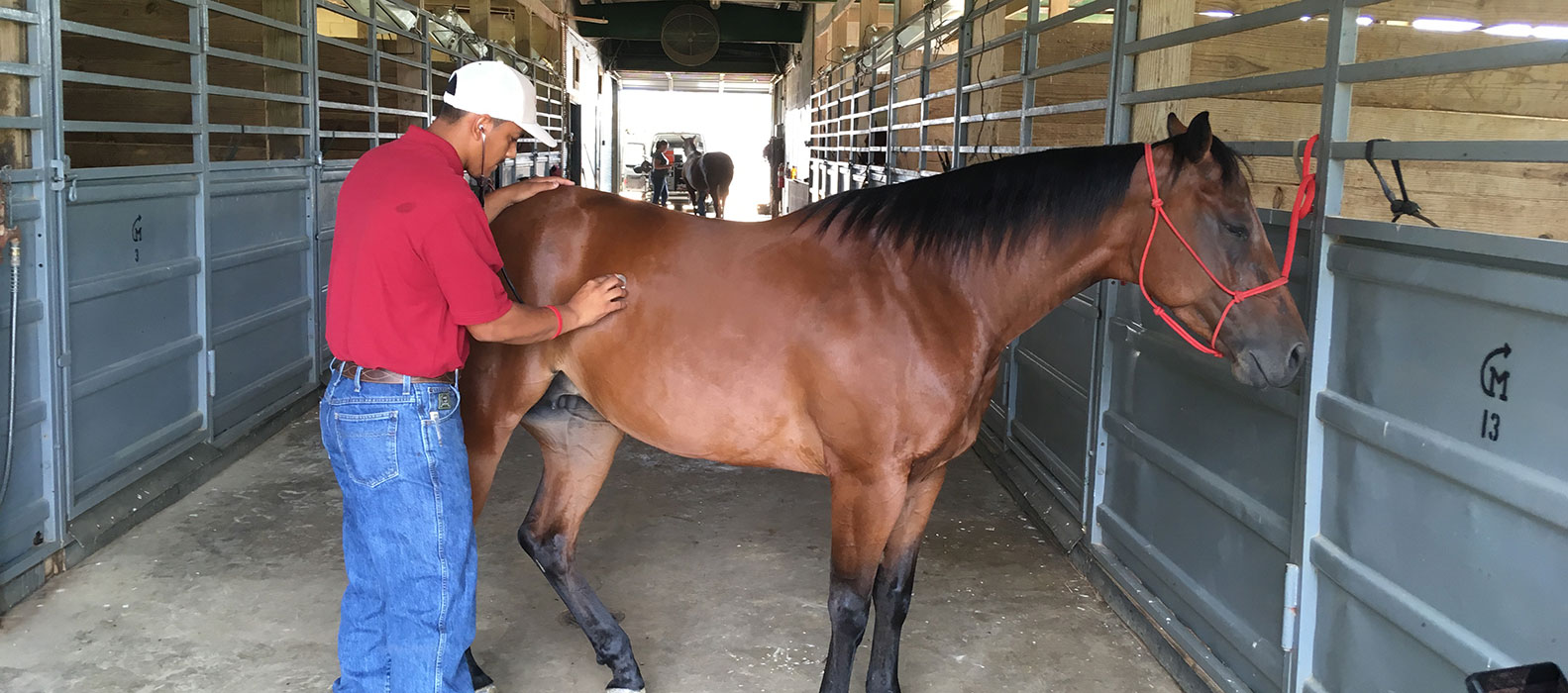 Student grooming a horse