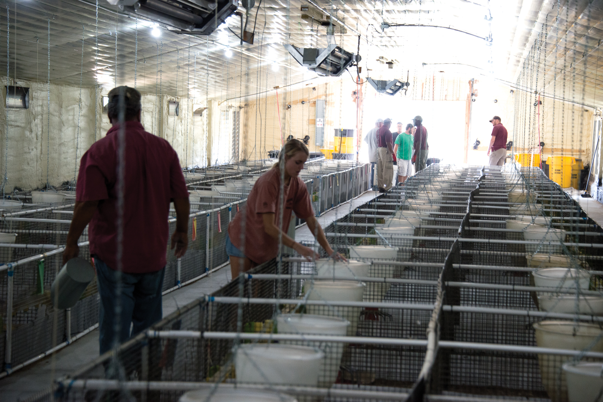 MSU poultry house renovation emulates commercial setting