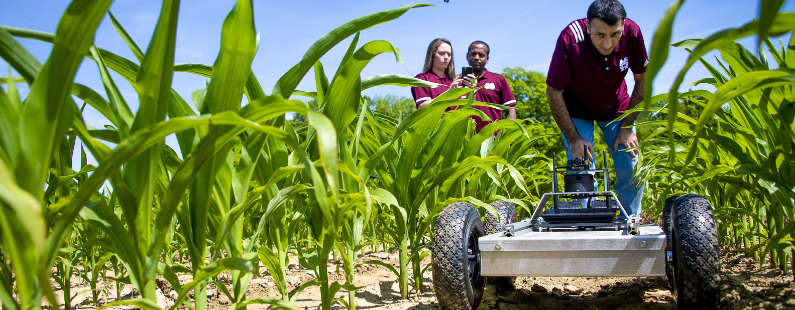 Students working with autonomous vehicles in a corn field.