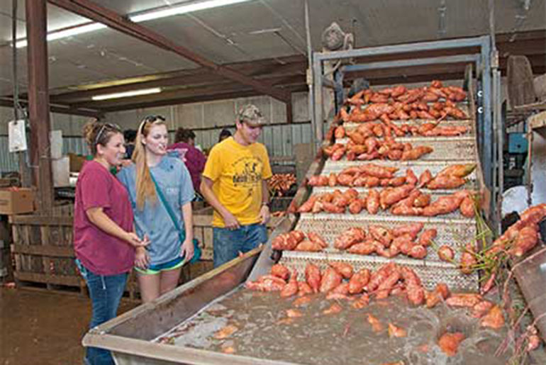 students at sweet potato farm