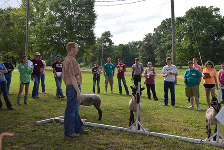 MSU Livestock Judging Camp