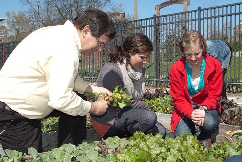 faculty and students at work in raised-bed garden