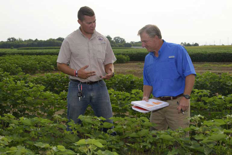 two males in cottonfield