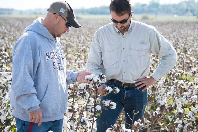 faculty and student in a cotton field