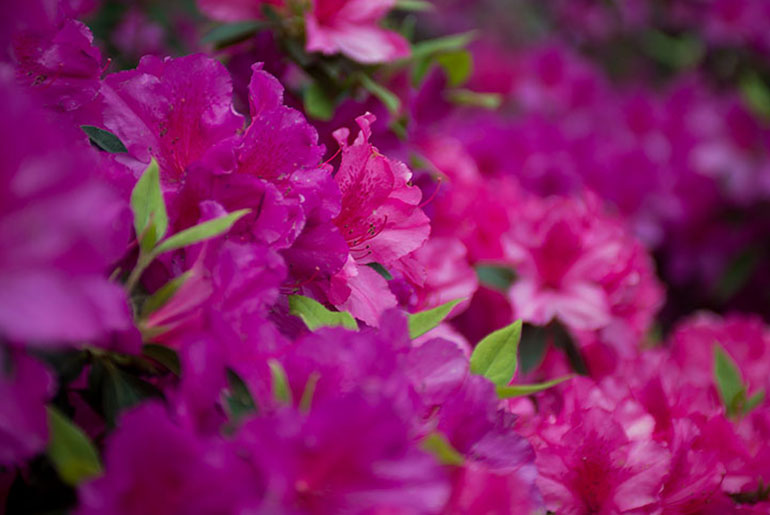 flowering shrub