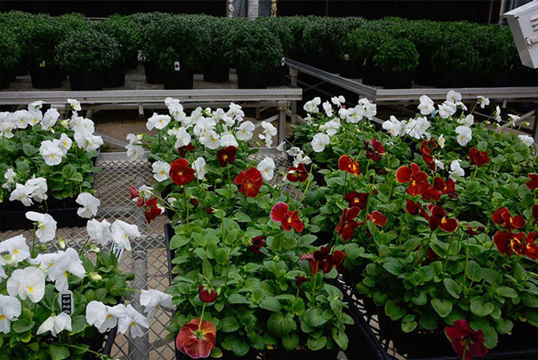 MSU students prepare fall plants for sale