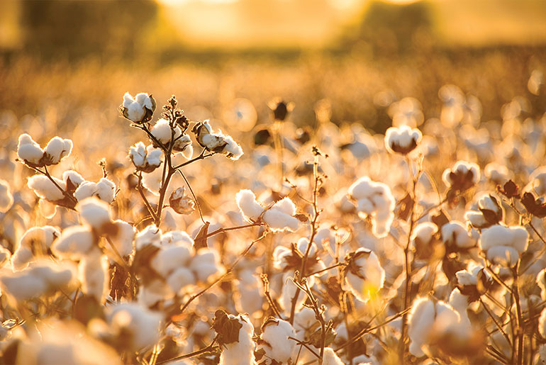 cotton in the field