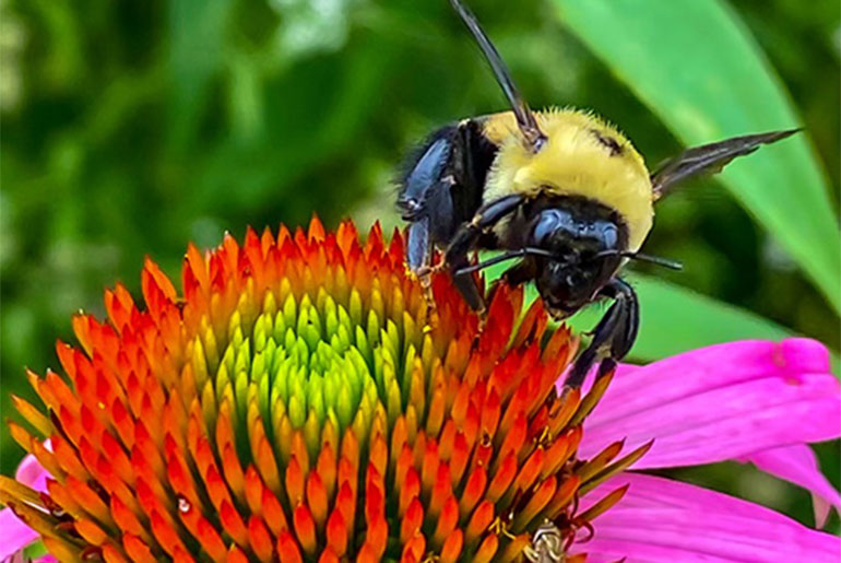 A bumblebee sits atop a coneflower