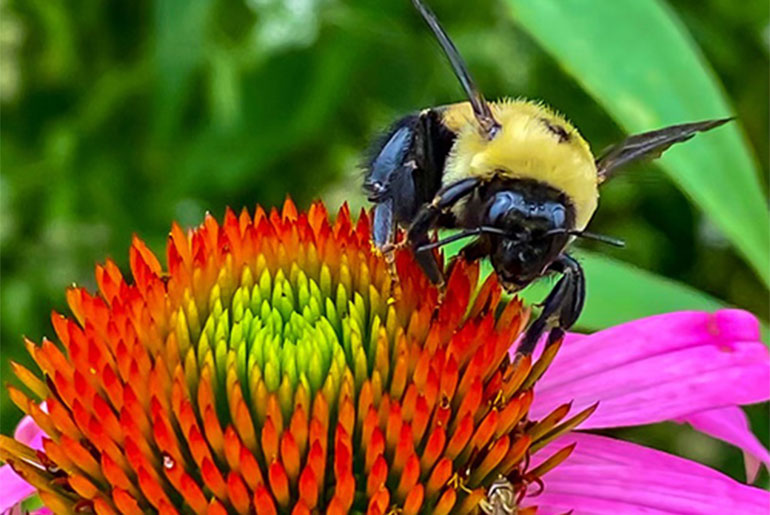 Mississippi State abuzz as a Bee Campus USA