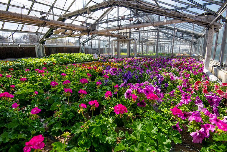 Plants in the Dorman Hall Green House available for sale this week include petunias, geraniums, marigolds, vinca, sage, begonias, fiddle-leaf figs, monarda and many other options.