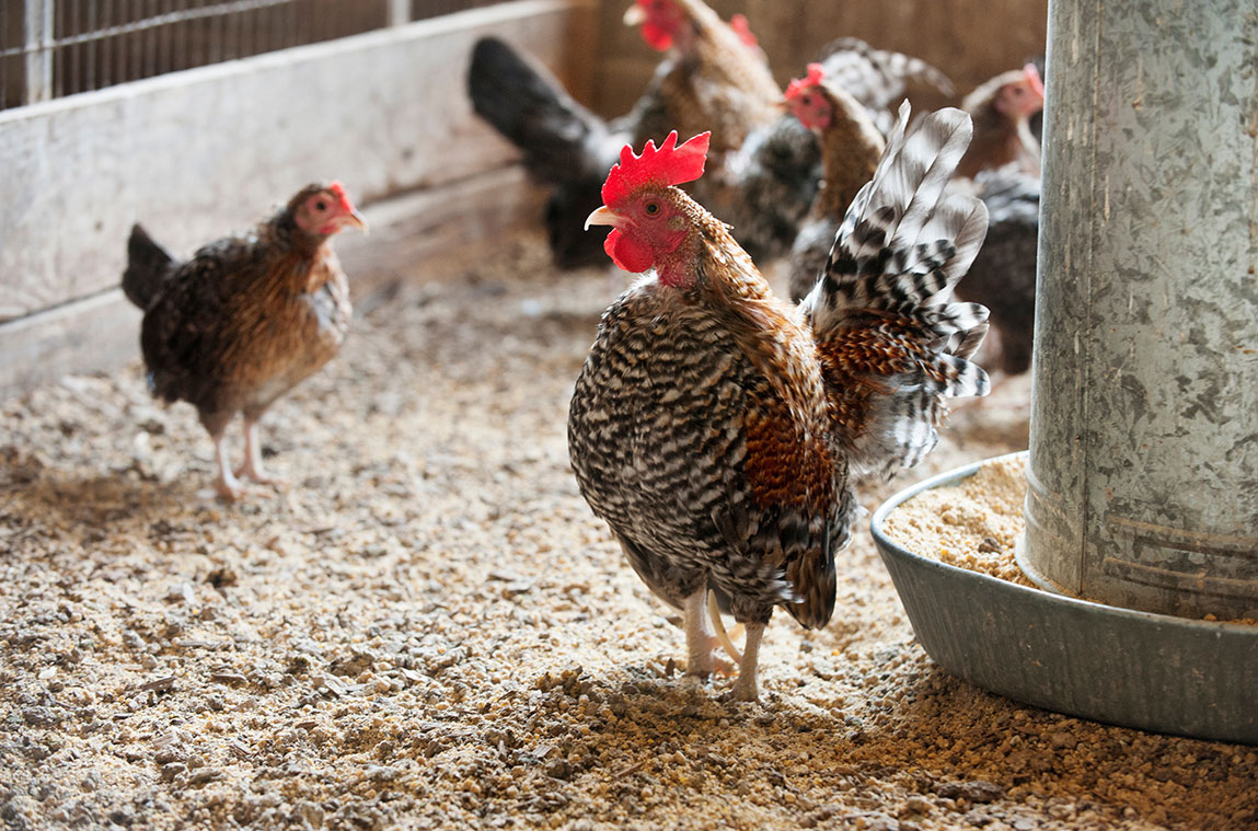 Chickens on the farm next to a feed trough
