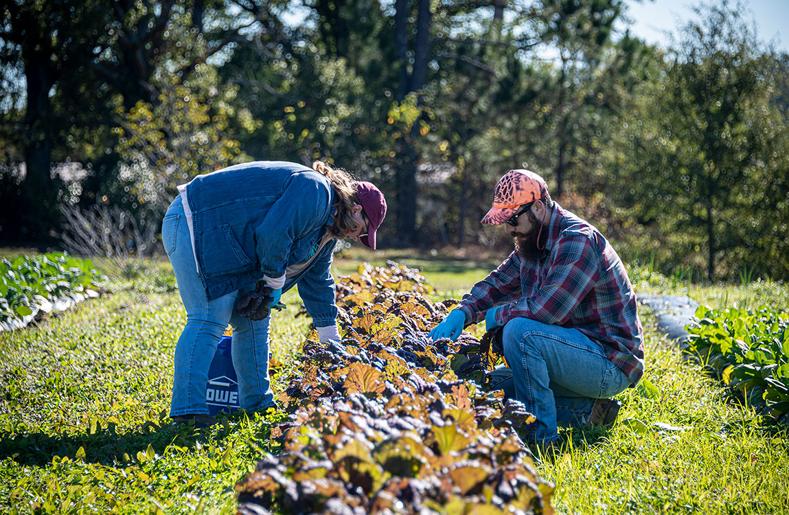 female and male student harvesting vegetables from the garden