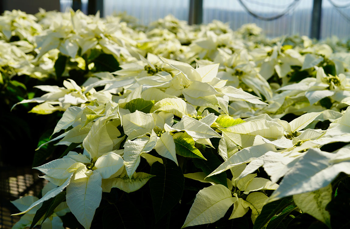 Poinsettias are pictured at Mississippi State