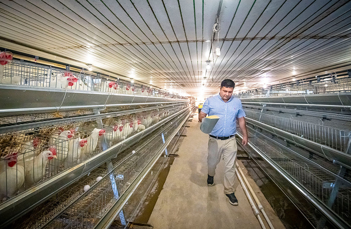 Male student walking through a poultry house with feed. 
