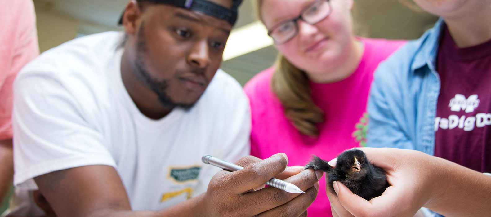 Students examine baby chick