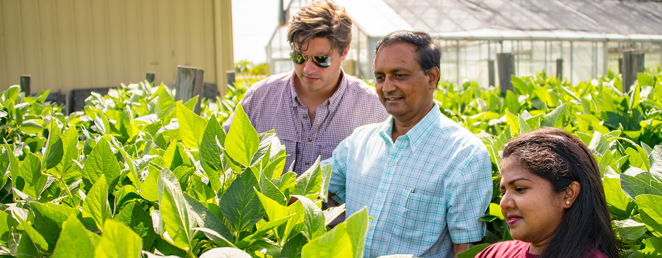 students and faculty looking at soybeans