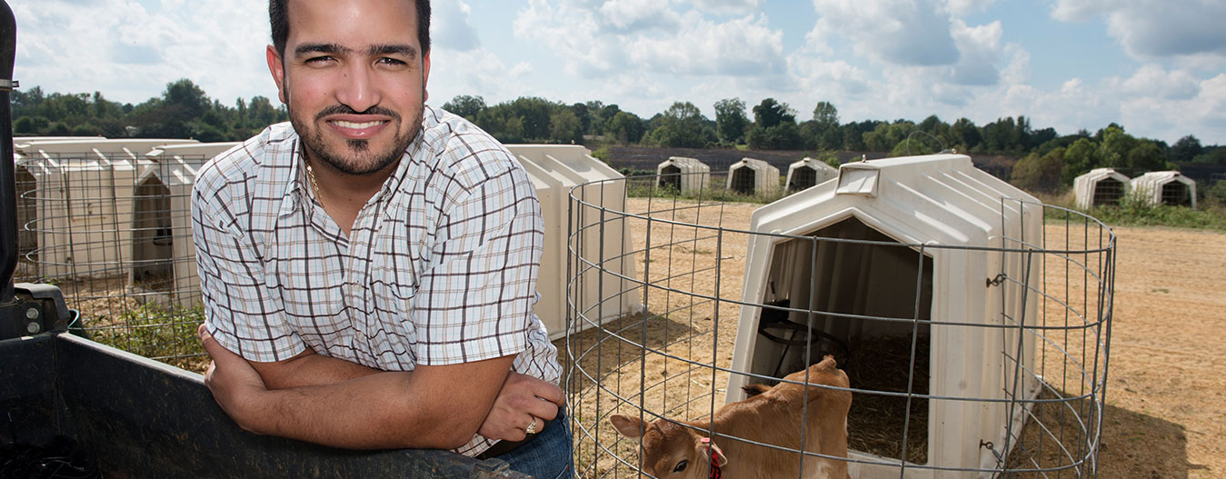 Male student at dairy pens