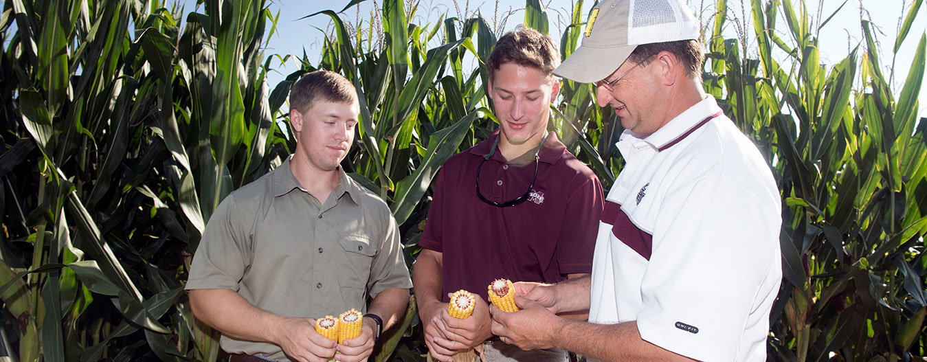 Students in the field looking at corn