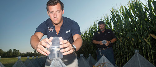 Student checks for insects in the field