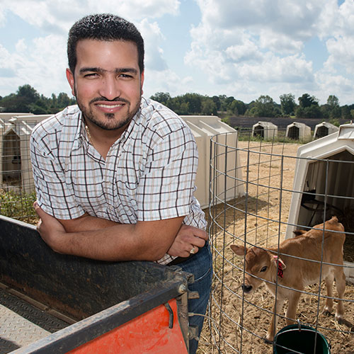 Student with dairy calf