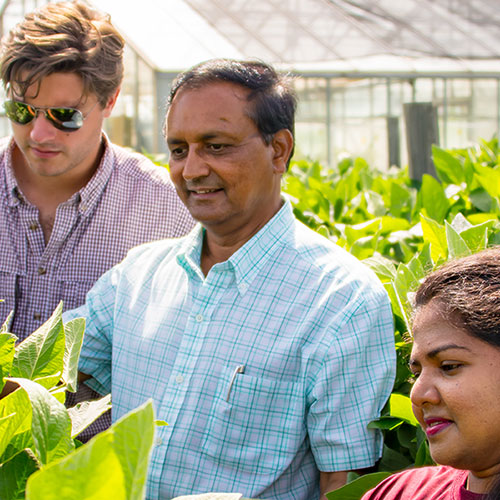 students looking at soybean in the field