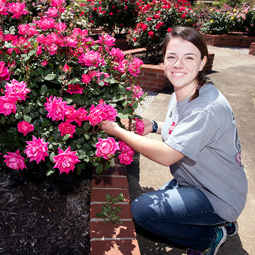 student working in rose garden